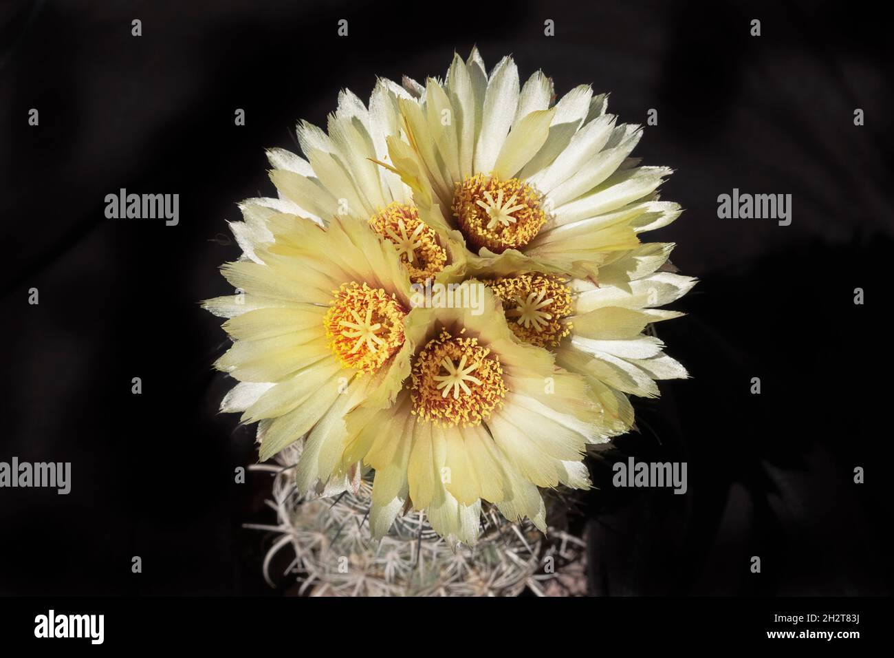 five bright sunlit yellow Coryphantha radians Sea Urchin cactus flowers blooming in a tight circle on a black background showing part of the plant Stock Photo