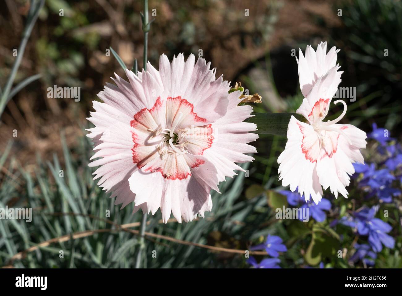 a jagged circle of red markings in the center of pale pink almost white dianthus flowers with blue flowers and blurred garden vegetation Stock Photo