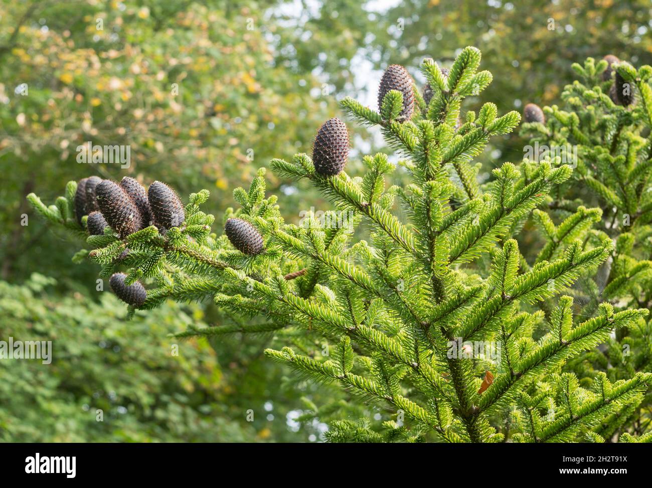 Seed cones and branches of the conifer Abies Forrestii Georgei, England, UK Stock Photo
