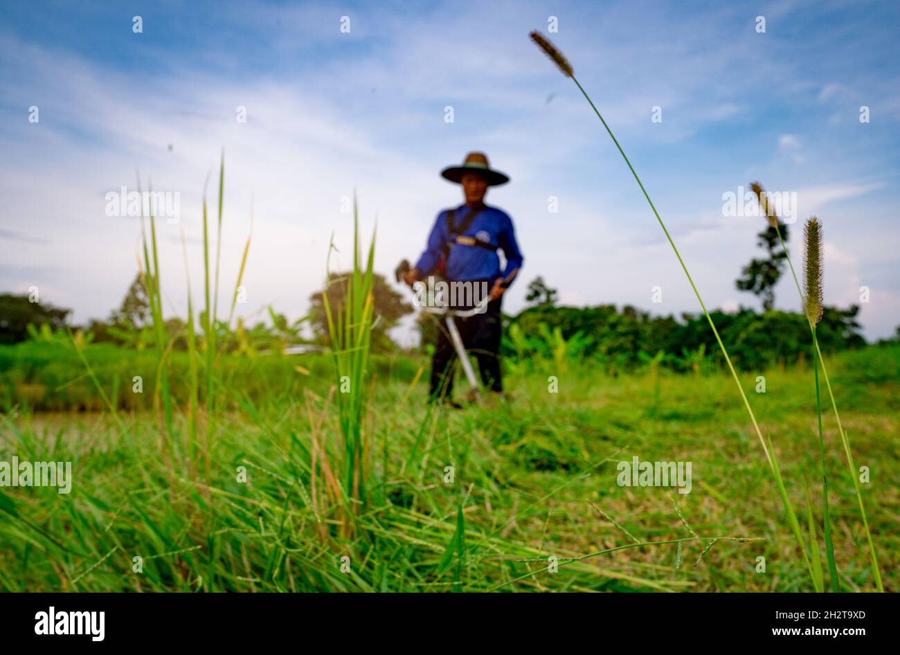 Grass flower on blurred man with shoulder lawn mower. Asian man cutting