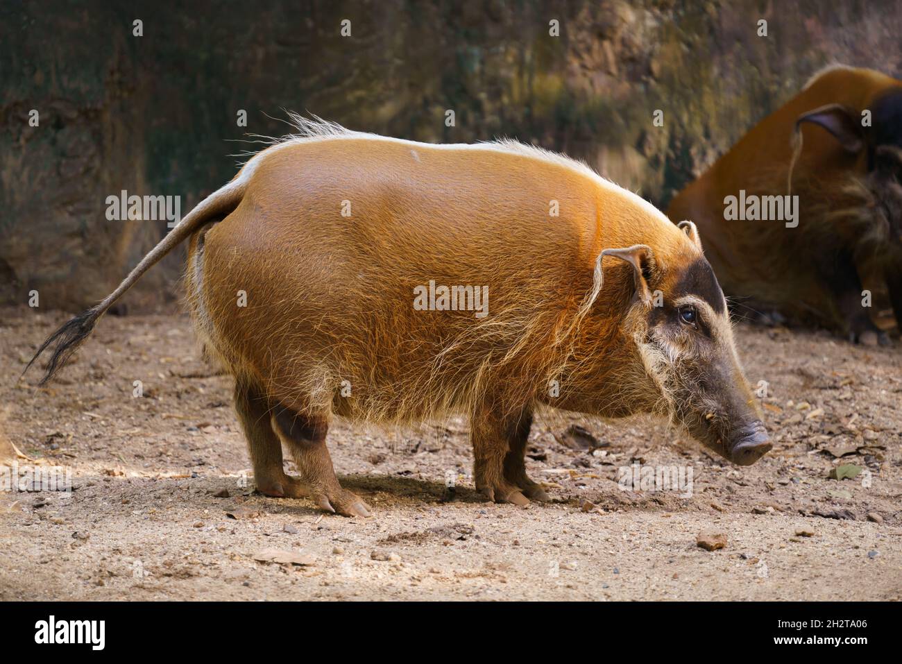 red river hog  in zoo Stock Photo