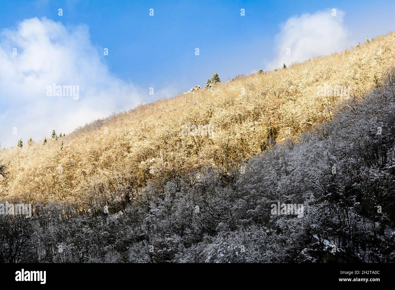 Snowed trees and blue sky Stock Photo - Alamy
