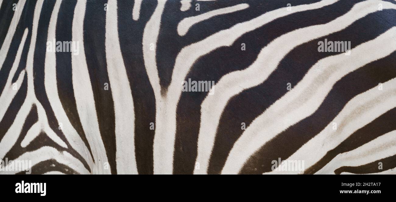 real zebra skin close up textured Stock Photo