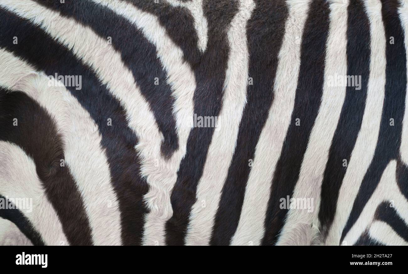 real zebra skin close up textured Stock Photo