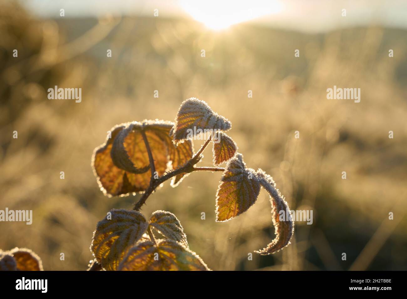 Kempenich, Germany. 24th Oct, 2021. Hoarfrost covers leaves in the Eifel near Kempenich. There was light frost during the night. Credit: Thomas Frey/dpa/Alamy Live News Stock Photo
