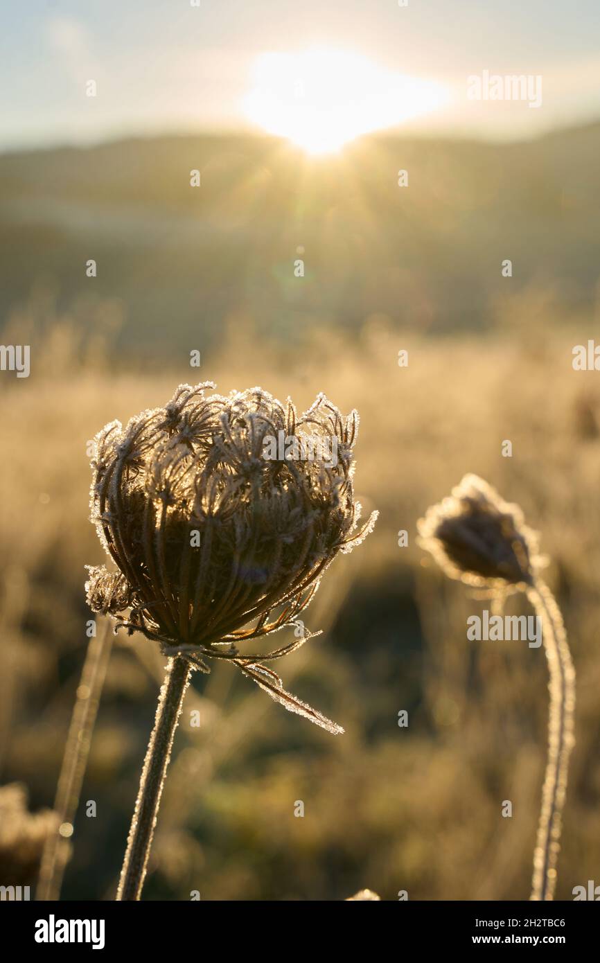 Kempenich, Germany. 24th Oct, 2021. Hoarfrost covers a thistle in the Eifel near Kempenich. There was light frost during the night. Credit: Thomas Frey/dpa/Alamy Live News Stock Photo
