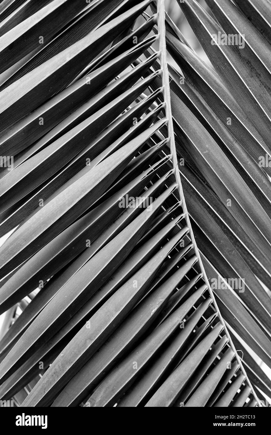 Close up of a palm leaf Stock Photo