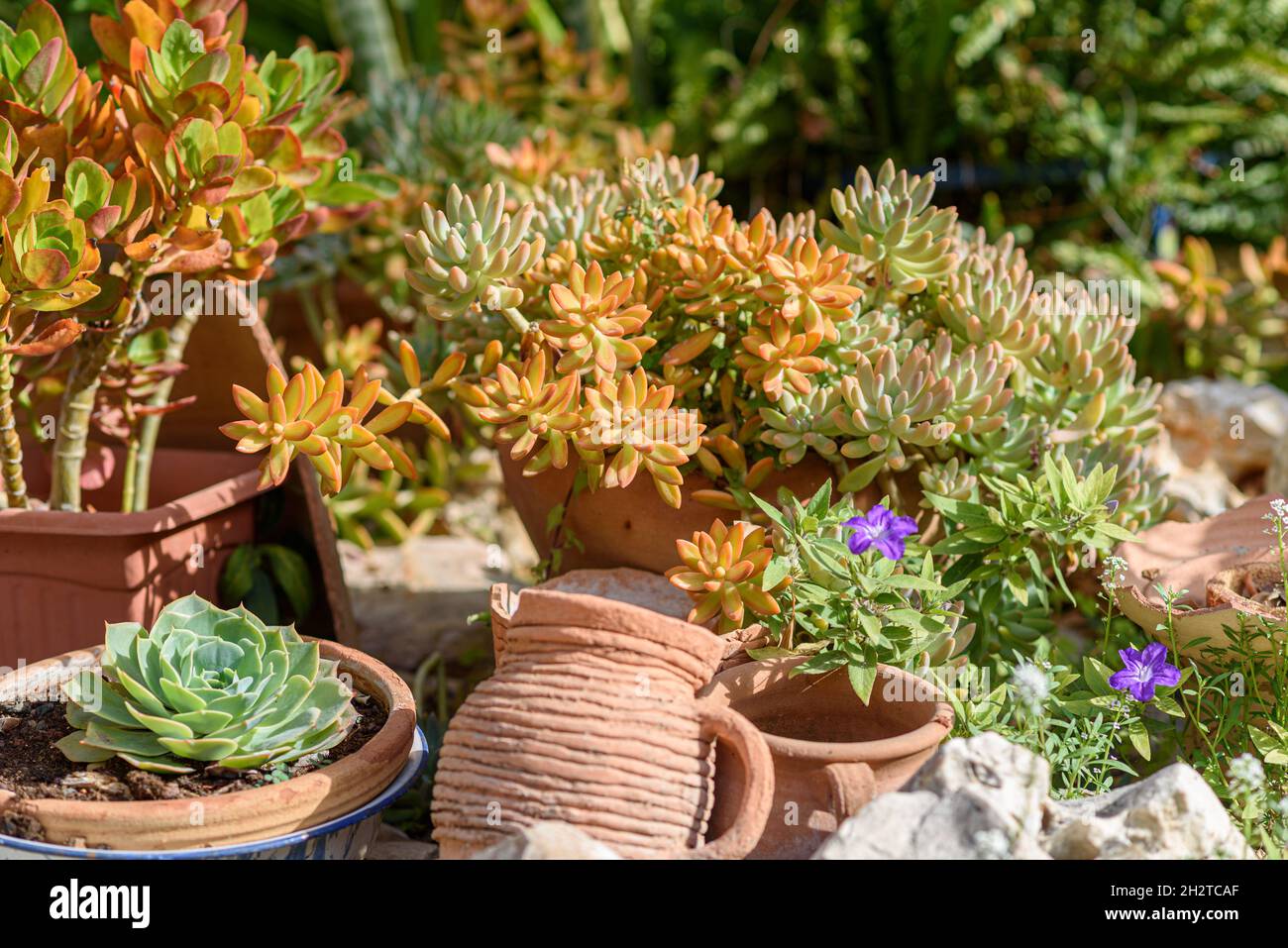 Variety Of Succulents In Garden Of Sunny Day. Close Up Of Succulent Plants In Ceramic Flower Pots. Stock Photo