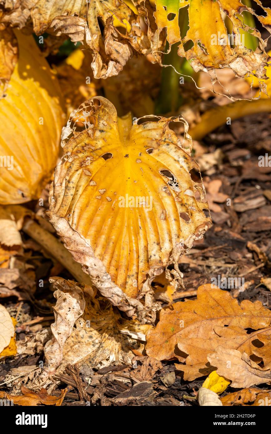 Autumn colour of a hosta leaf with yellow golden leaves during the fall season in November, shown as a macro close up stock photo image Stock Photo