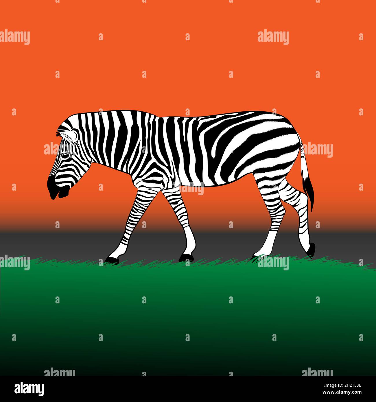 zebra walking on the grass at graphics design vector illustration Stock Vector