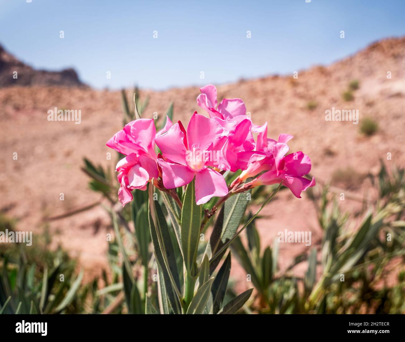 Bouquet of Nerium oleander pink purple flowers in Petra, Jordan Stock Photo Alamy