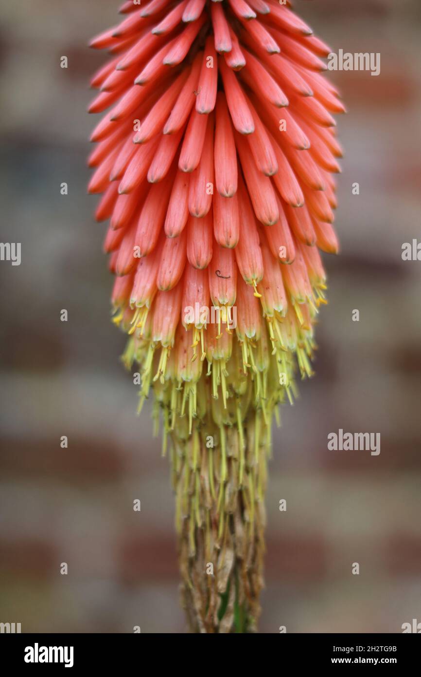 Vertical image of orange and shaggy yellow kniphofia in autumn Stock Photo
