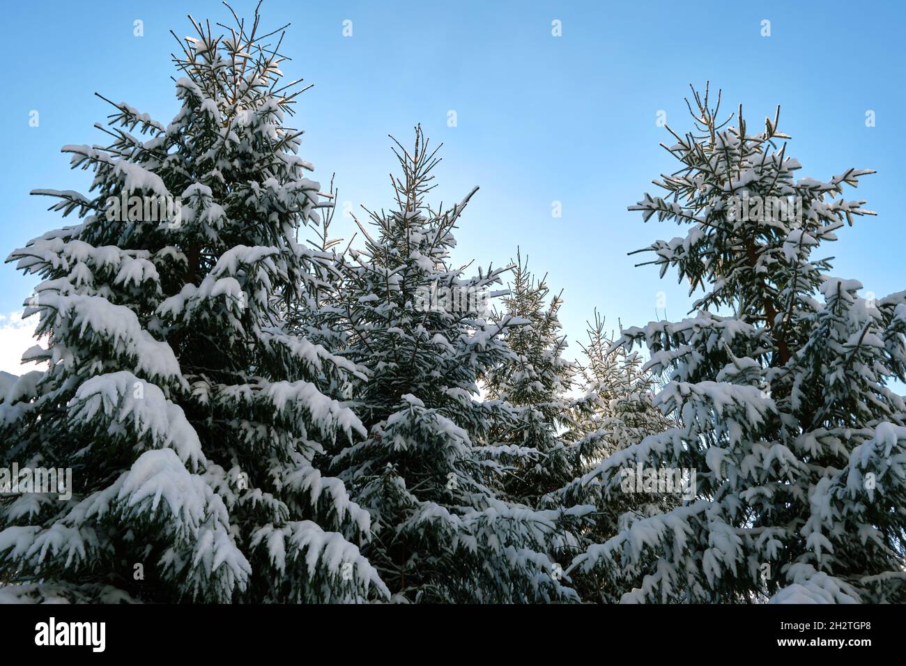 Closeup of pine tree branches covered with fresh fallen snow in winter ...