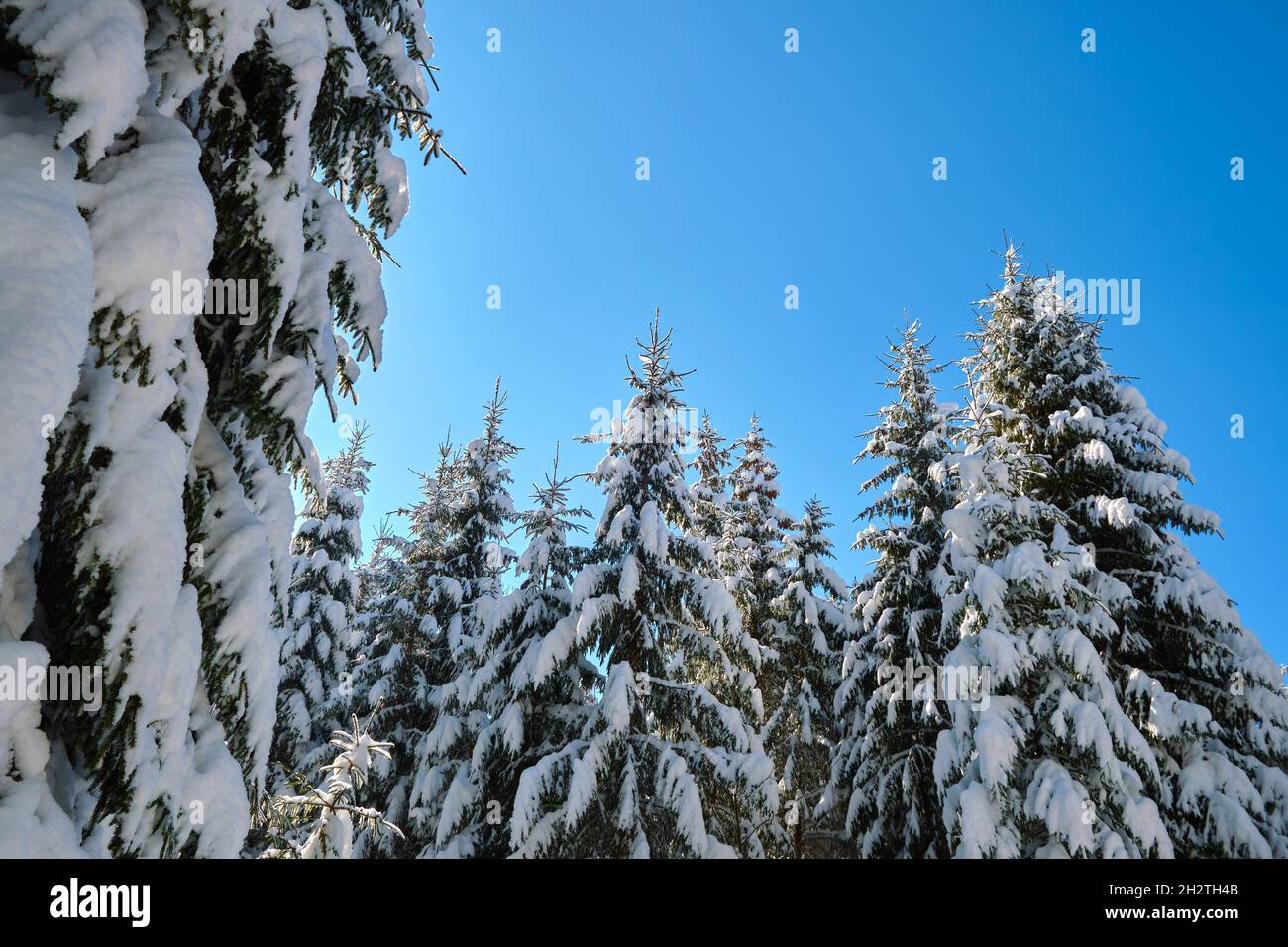 Closeup of pine tree branches covered with fresh fallen snow in winter ...