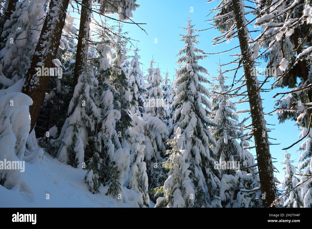 Pine trees covered with fresh fallen snow in winter mountain forest on ...