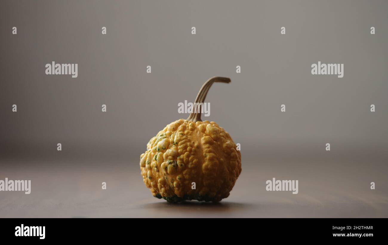 small decorative warty pumkin on walnut table with copy space, wide photo Stock Photo