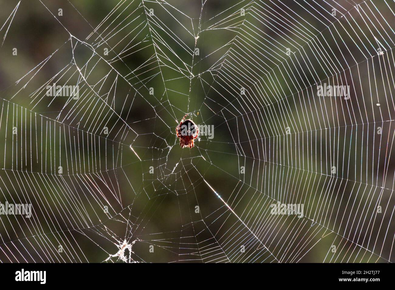spider web Stock Photo