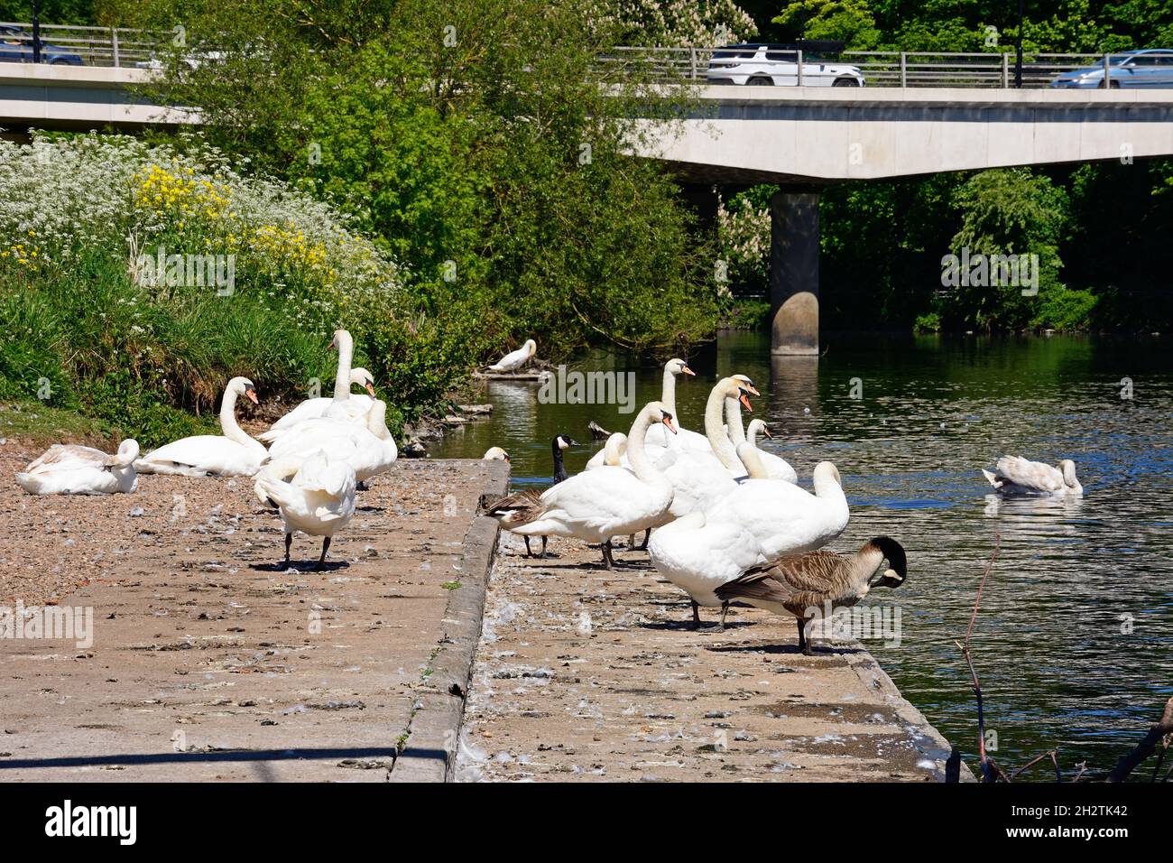 Swans on the River Trent with the A5189 road bridge to the rear, Burton upon Trent, Staffordshire, England, UK, Western Europe. Stock Photo