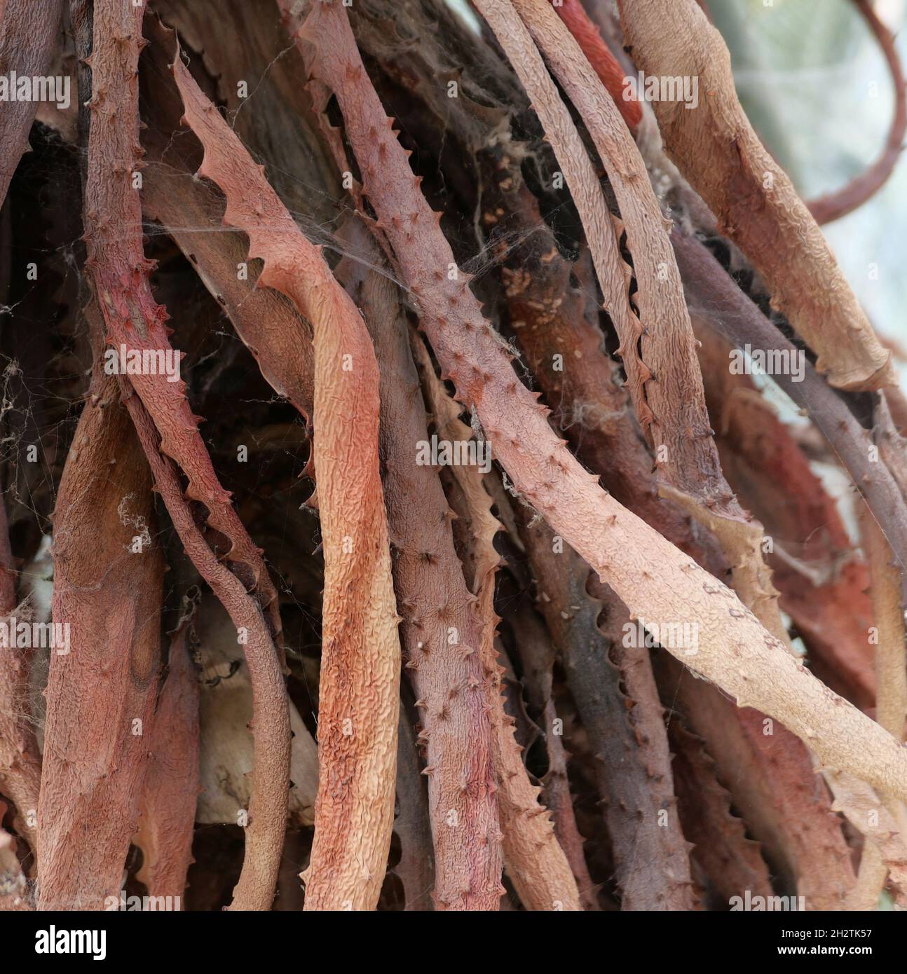 Full frame background of old brown decaying aloe vera foliage Stock Photo
