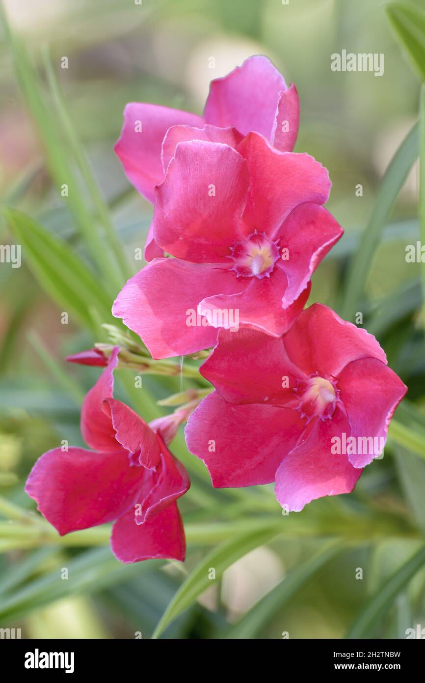 A close up of Pink Canna 'Aphrodite' flowers in the garden on a sunny day Stock Photo