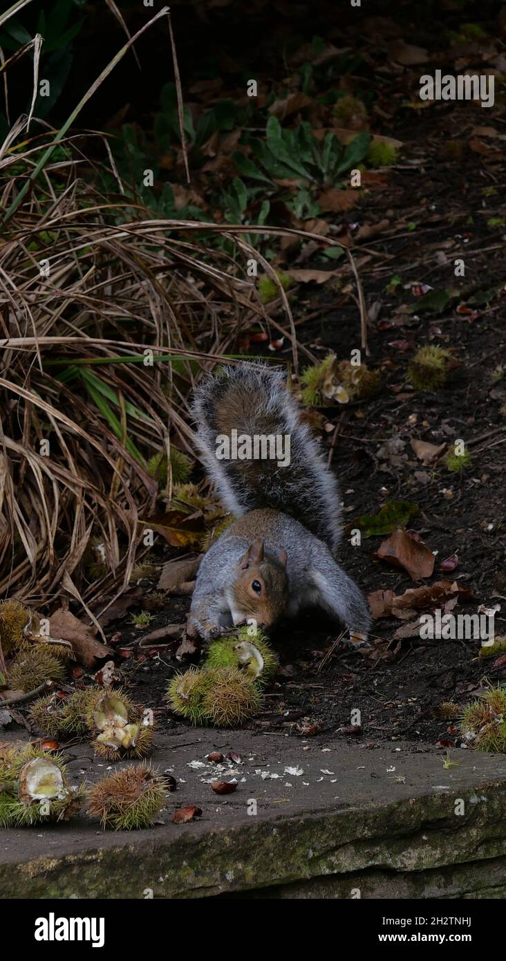 Vertical image of squirrel eating chestnut in autumn on rough ground