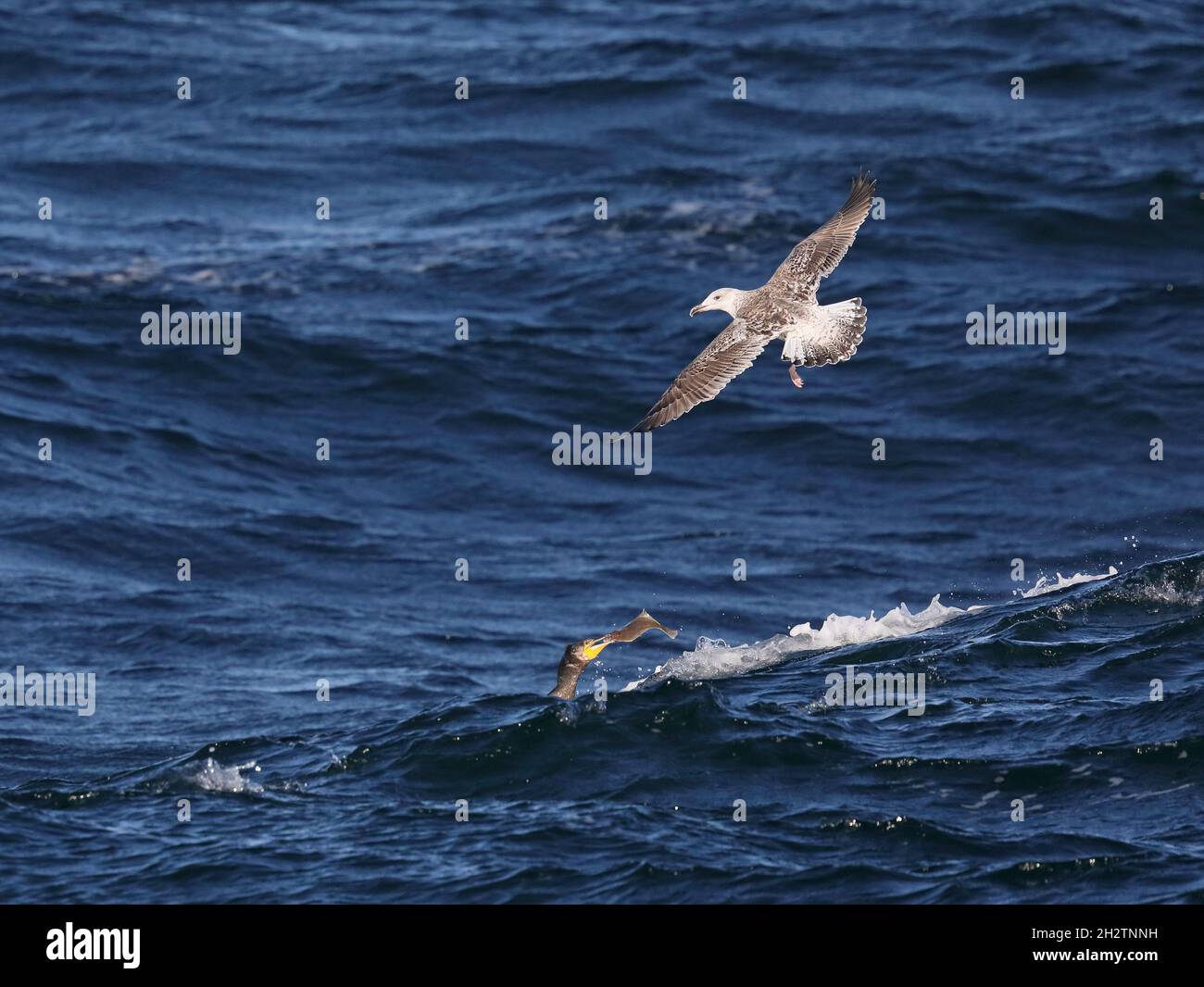 Young Black backed gull and Great cormorant with Common dab Stock Photo