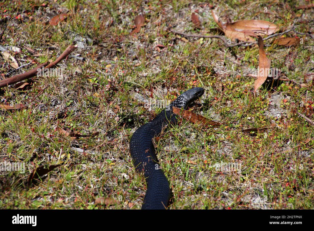 Tiger Snake on Lake St. Clair on Tasmania, Australia Stock Photo Alamy