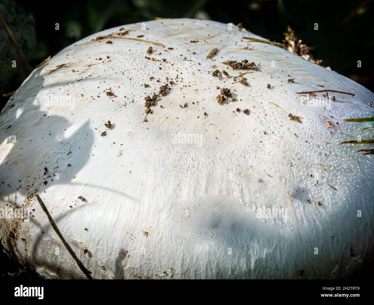 close up detailed view of a Pavement Mushroom cap (Agaricus bitorquis) also known as the spring agaric, banded agaric and torq. An edible white mushro Stock Photo