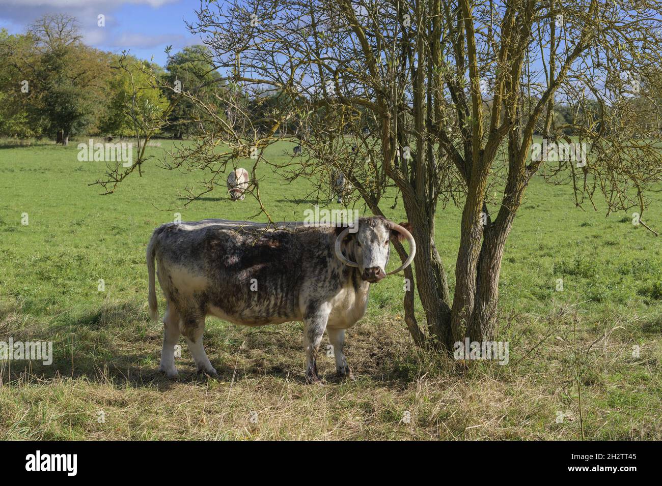 Long horn cows in Christ Church Meadow Oxford Oxfordshire England UK Stock Photo