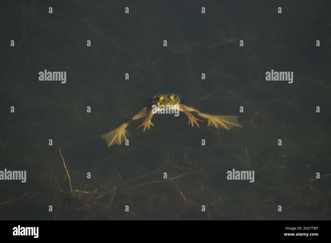 American Bullfrog (Just Floating) Stock Photo