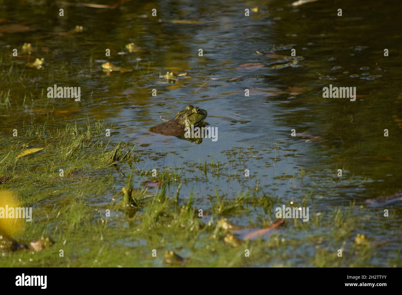 American Bullfrog (The Big One) Stock Photo