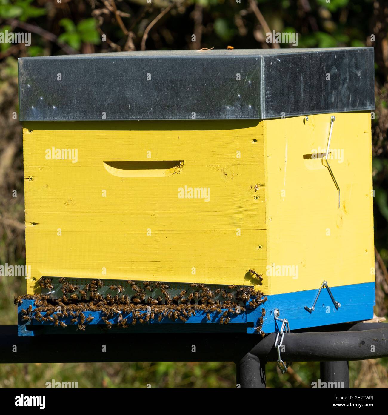 Yellow hive with bees in France Stock Photo