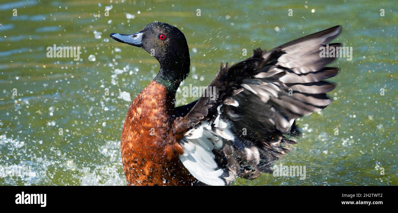 duck stirring in water, France Stock Photo
