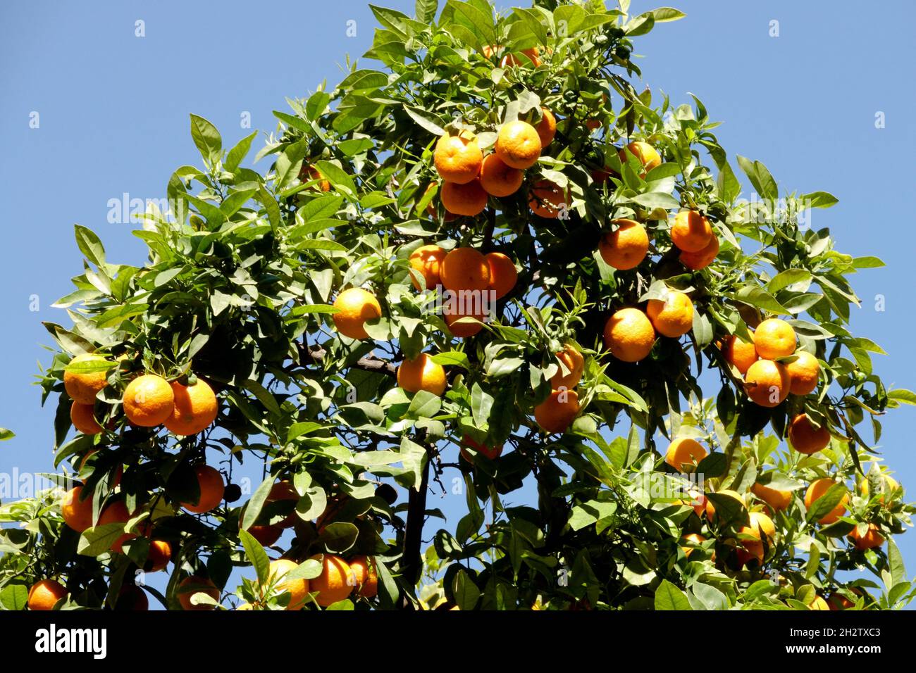 Citrus aurantium tree in old town Valencia Spain Stock Photo