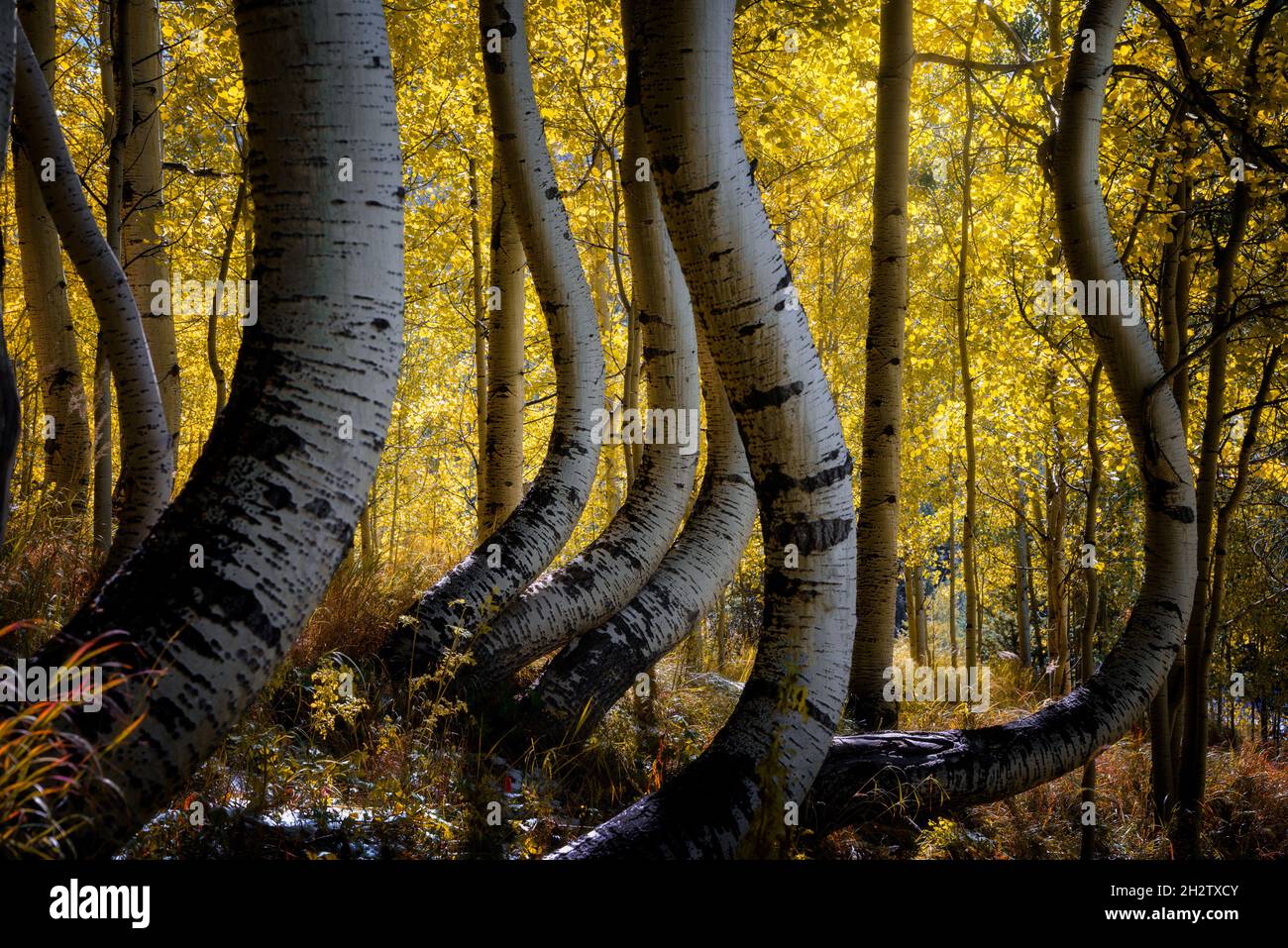 Unusual curved aspen trees in fall color season at Colorado Stock Photo