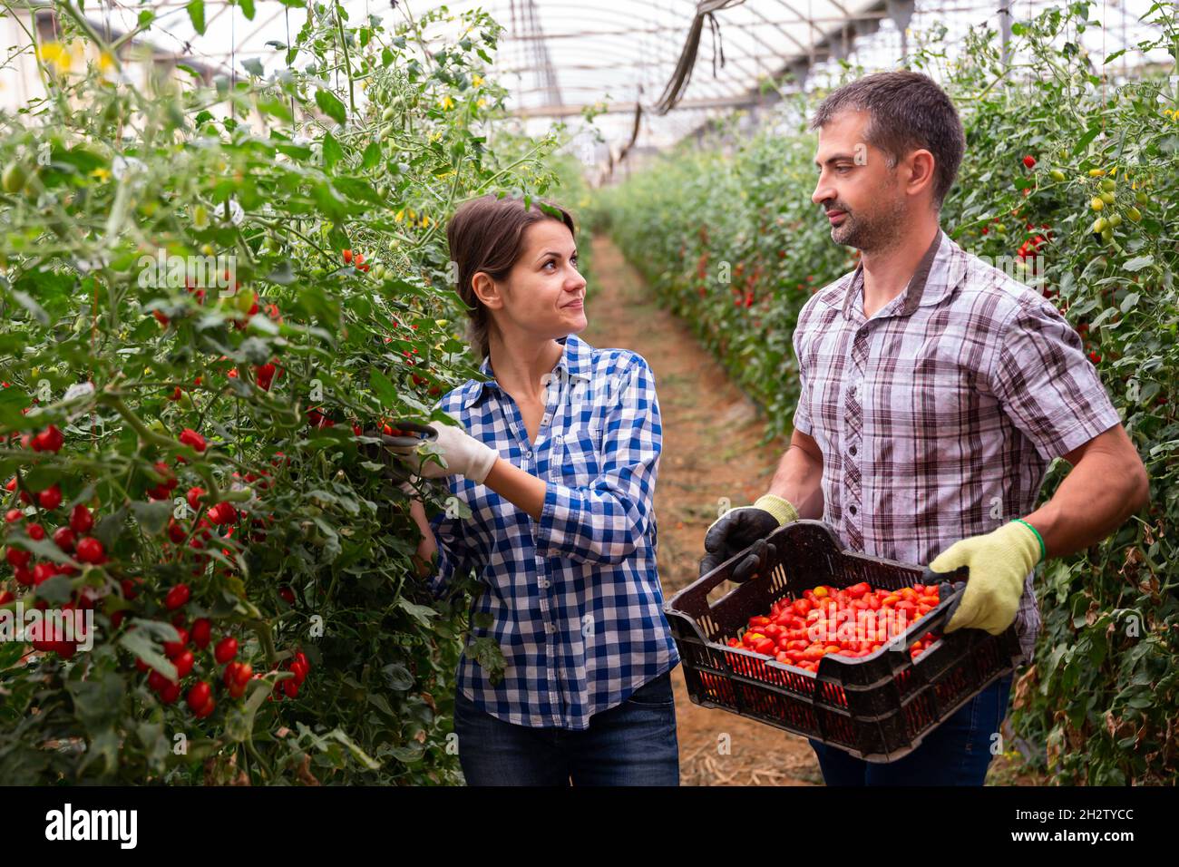 Farmer couple harvesting red grape tomatoes in greenhouse Stock Photo ...