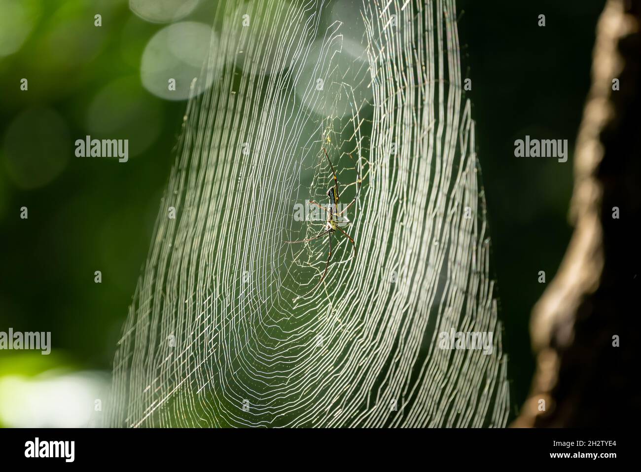 A giant wood spider spinning its web in forests of Kerala Stock Photo