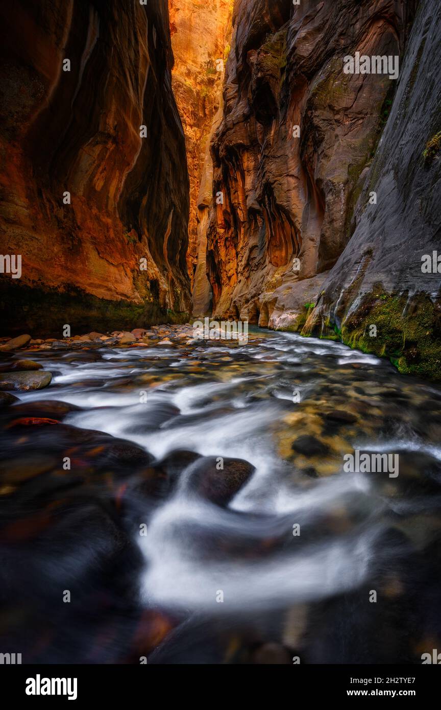 Wall Street glowing from sunlight at The Narrows, Zion National Park, Utah Stock Photo