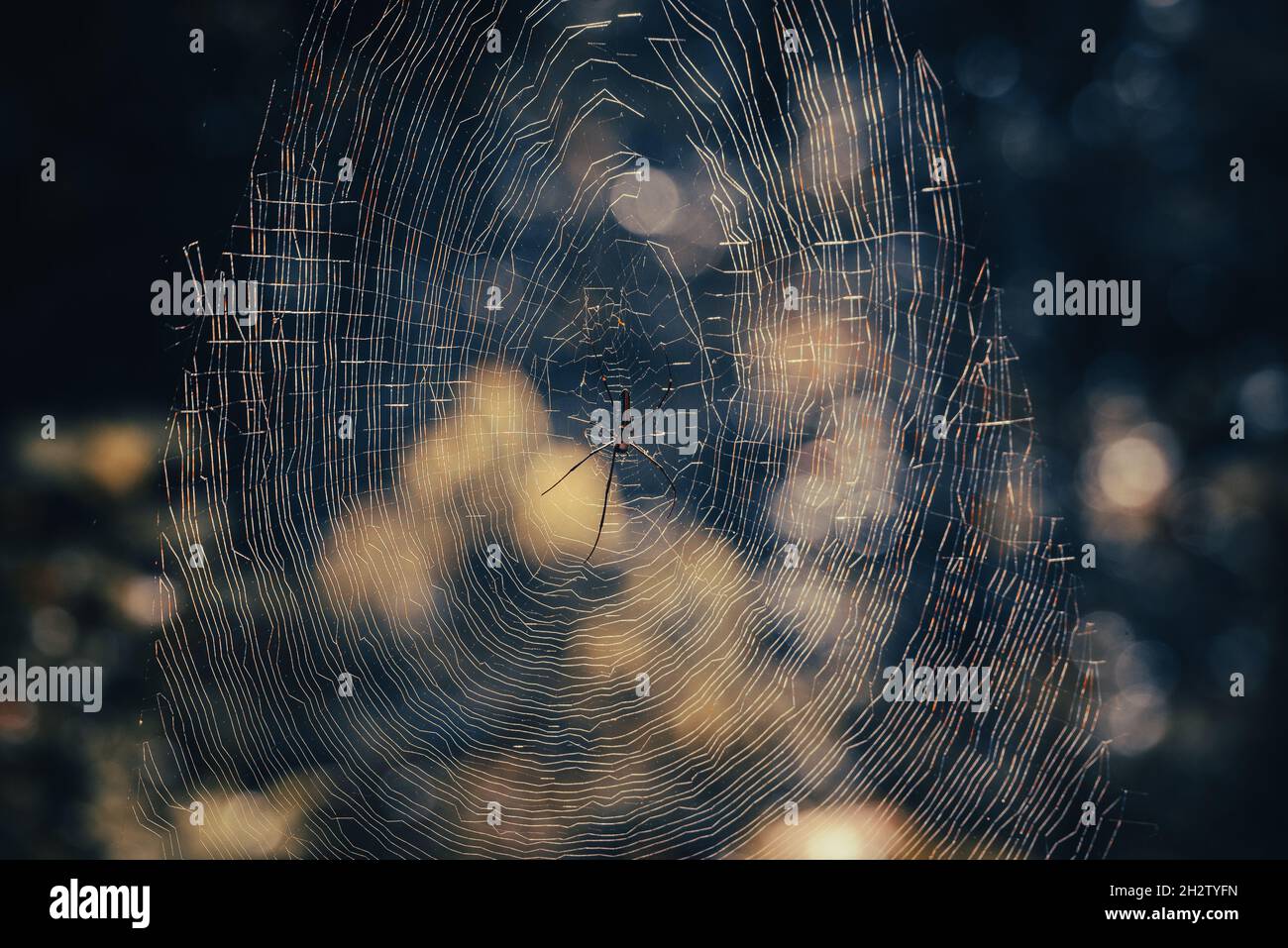 A giant wood spider spinning its web in forests of Kerala Stock Photo