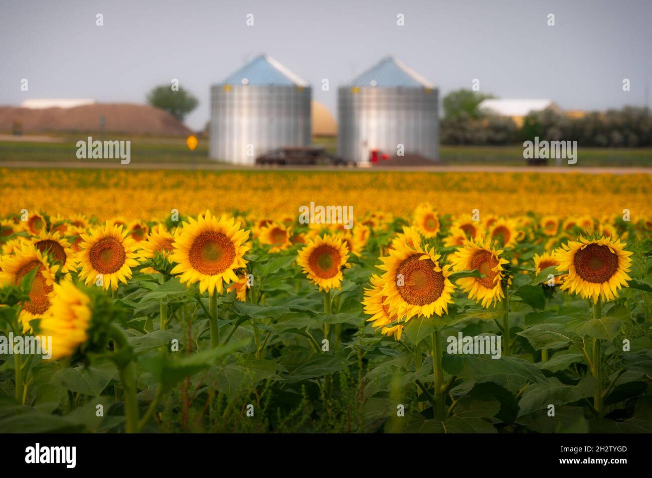Sunflower agriculture field with background of silo in Wall, South Dakota Stock Photo
