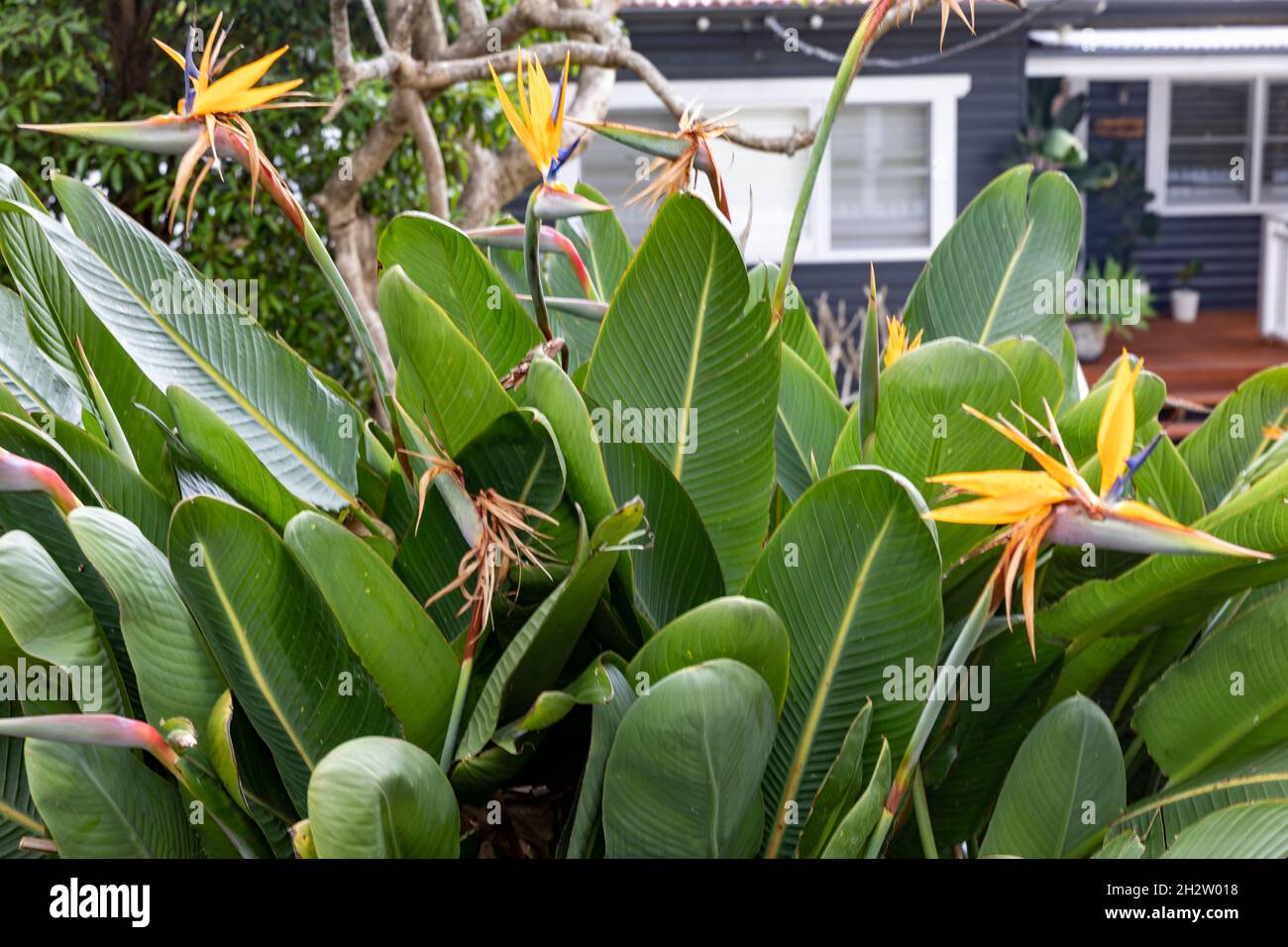 Strelitzia reginae, Bird of Paradise tropical plant in a Sydney suburb,NSW,Australia with orange flowers Stock Photo