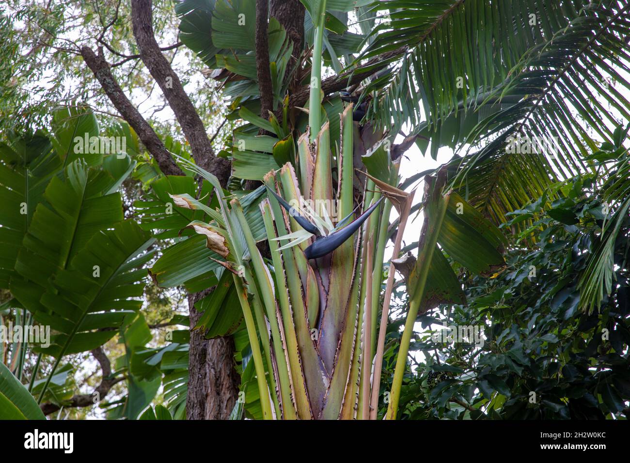 Giant Bird of Paradise or wild banana plant, strelitzia nicolai, in a