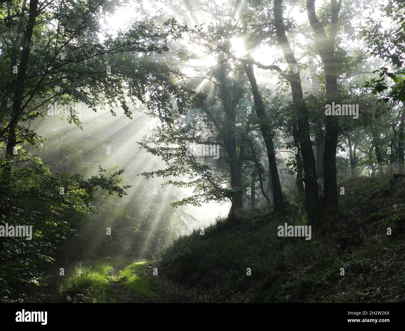 forest in foggy magic light with sunbeams Stock Photo