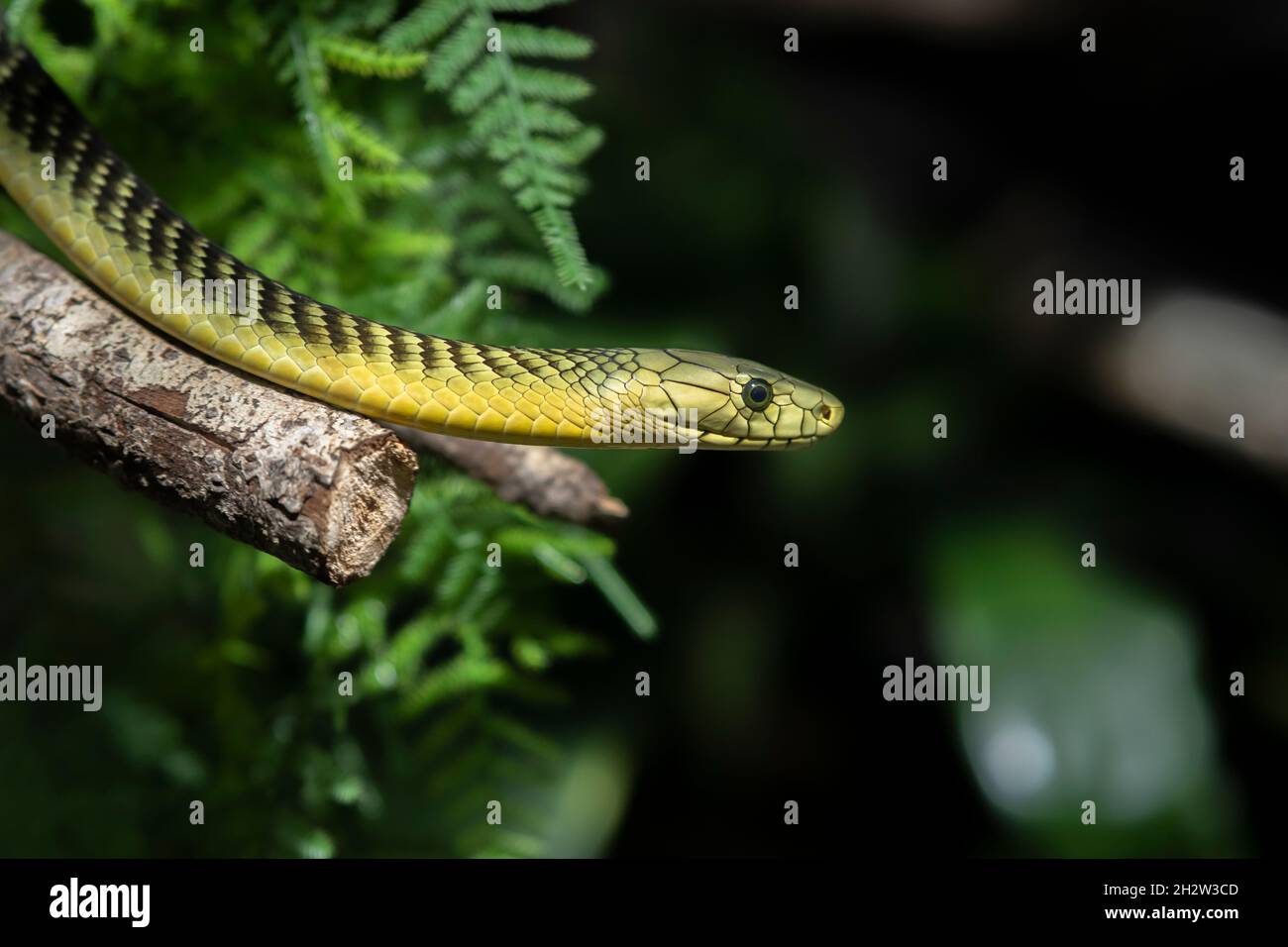 Green mamba side view. Stock Photo