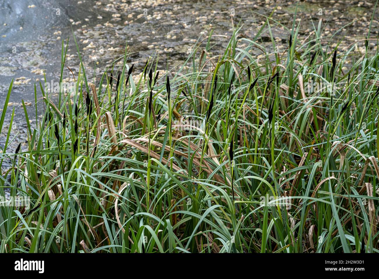 Greater Pond Sedge, Carex riparia Stock Photo