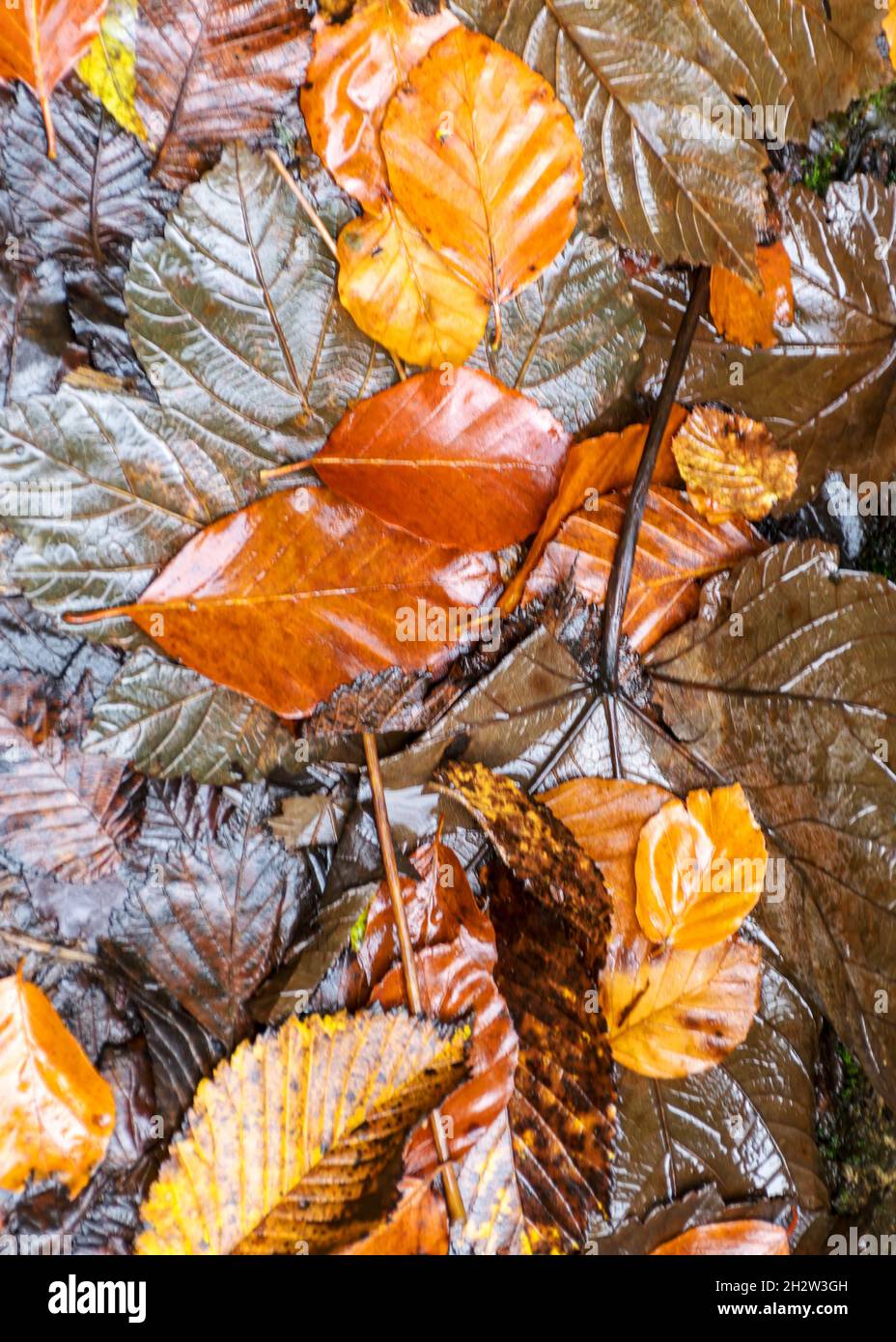 Autumn Wallpaper Anime Hd Background, 3d Background Rendering Brown Autumn  Leaves On A Park Bench In The Middle Of A Puddle Autumn Theme, Hd  Photography Photo Background Image And Wallpaper for Free