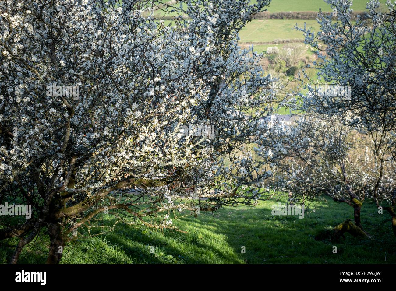 Prunus spinosa, Blackthorn, in blossom in spring Stock Photo - Alamy