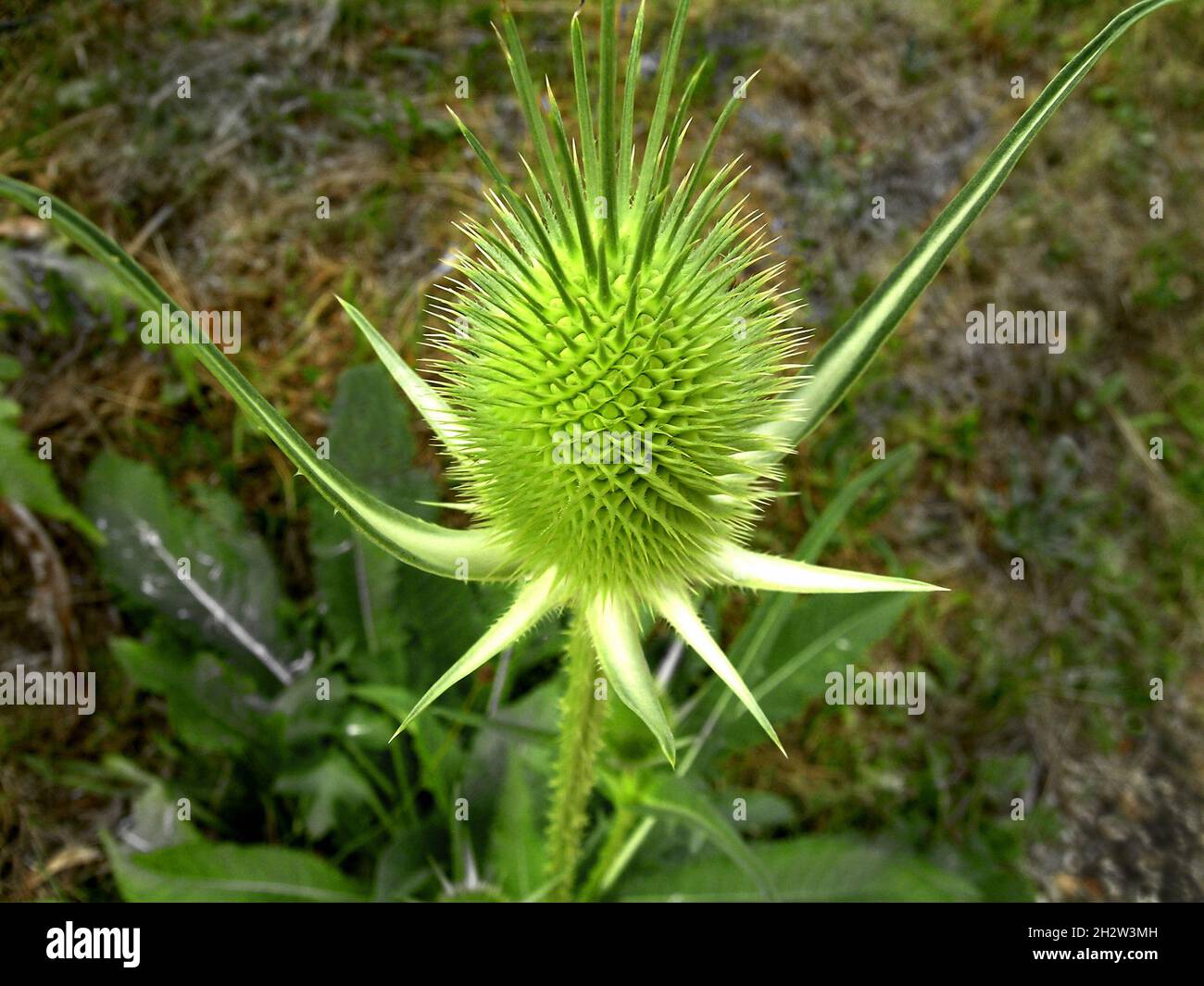 bright spiky thistle blossom Stock Photo