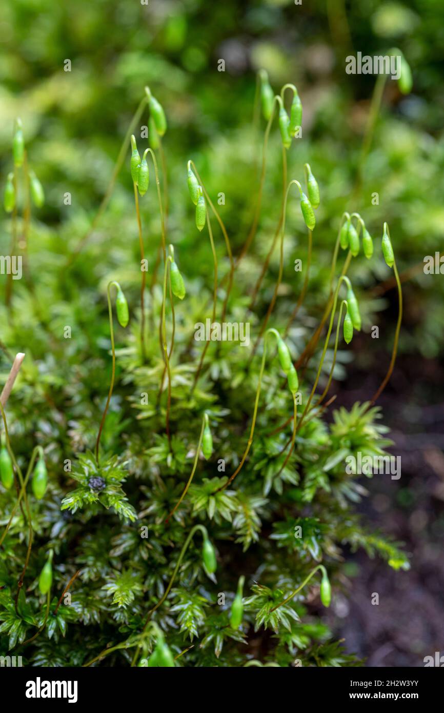 Mnium hornum, Swan's Nest Thyme Moss Stock Photo