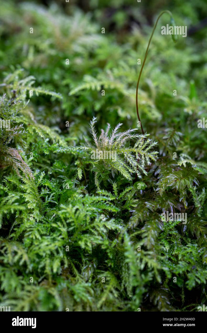 Mnium hornum, Swan's Nest Thyme Moss Stock Photo